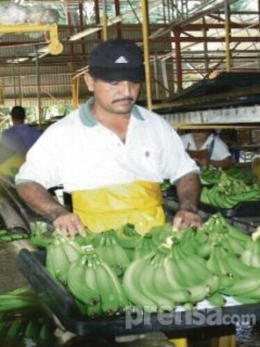 Comisión gestiona pago a ex trabajadores de las bananeras de Barú