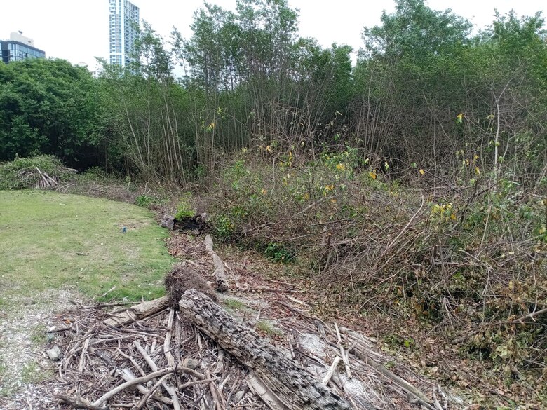 Miambiente autoriza poda de manglares en Coco del Mar por daños a estructuras