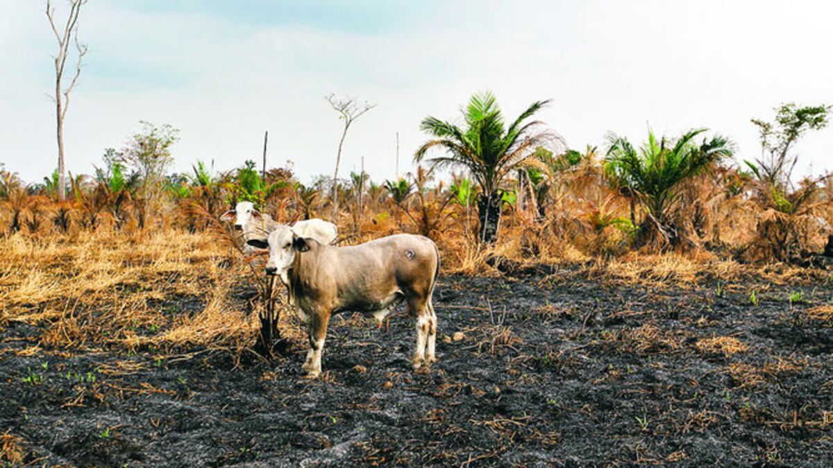 El humedal está conformado por 50 mil hectáreas, aunque solo 15 mil hectáreas están protegidas por lo que las autoridades del Ministerio de Ambiente buscan declararlo como una reserva.