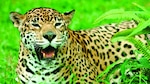 Ecoturismo, una opción para conservar al jaguar