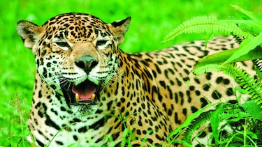 Ecoturismo, una opción para conservar al jaguar