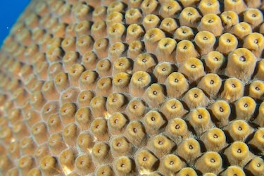 Colombia anuncia en la Cumbre del Océano la creación de nueva reserva marina en el Caribe