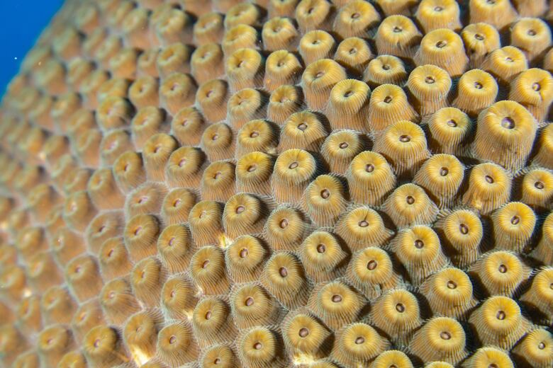 Colombia anuncia en la Cumbre del Océano la creación de nueva reserva marina en el Caribe