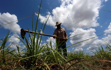 Estos son los cuatro ingenios panameños que tendrán que ajustarse a la entrada del bioetanol