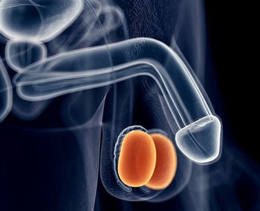 Alcances de los problemas testiculares