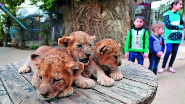 Puede comprar sus cachorros de león