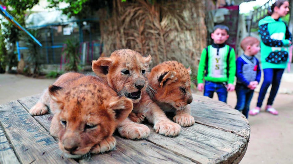 Puede comprar sus cachorros de león