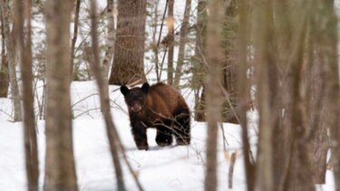 Ben Kilham, el protector de los osos en Estados Unidos