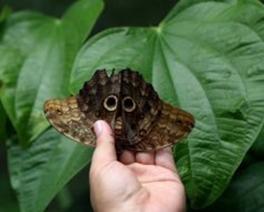 Dos jardines preservan la biodiversidad de las mariposas panameñas