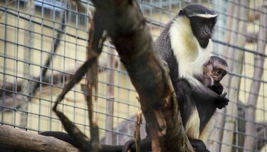 Aumenta lista de especies amenazadas por la actividad humana