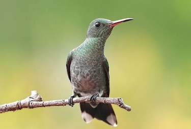 Panamá, galería de aves