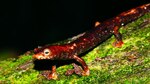 Por la conservación de los anfibios