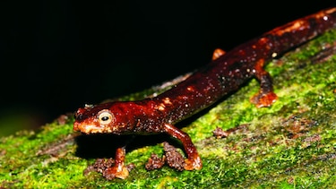 Por la conservación de los anfibios