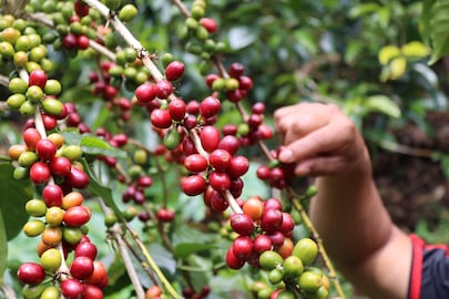 Más allá de la taza: la ciencia puede convertir el café en una nueva oportunidad para Panamá