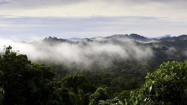 En la espesura de los corredores biológicos