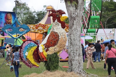 Más de un millón de flores adornan a la comunidad de Volcán en Tierras Altas