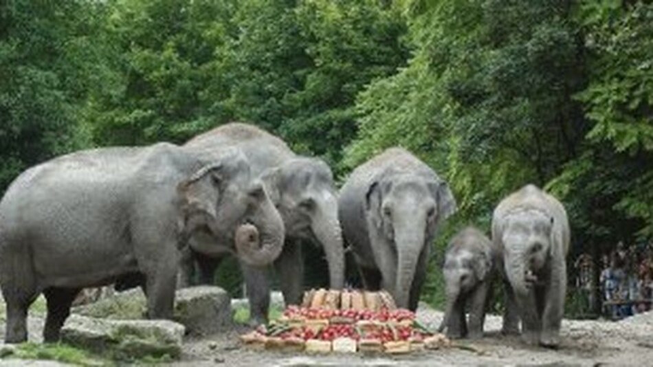 UICN: 22 mil 413 especies están amenazadas o en peligro de extinción