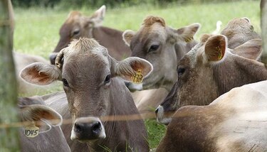 Alerta por nuevos casos vinculados a brucelosis