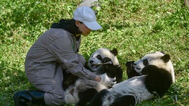 Dos pandas gemelos, una promesa para la supervivencia de la especie