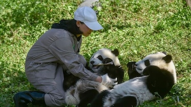 Dos pandas gemelos, una promesa para la supervivencia de la especie