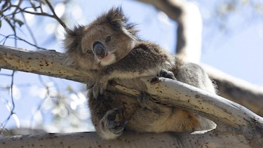 Por qué la clamidia amenaza con extinguir a los koalas y la isla que puede salvarlos