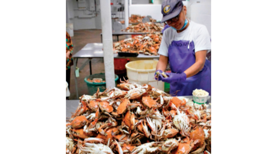 Industria del cangrejo en Estados Unidos se paraliza sin inmigrantes