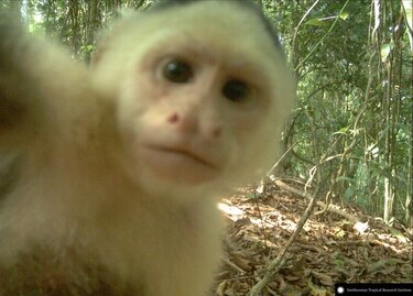 Imágenes de la vida silvestre, a favor de la ciencia