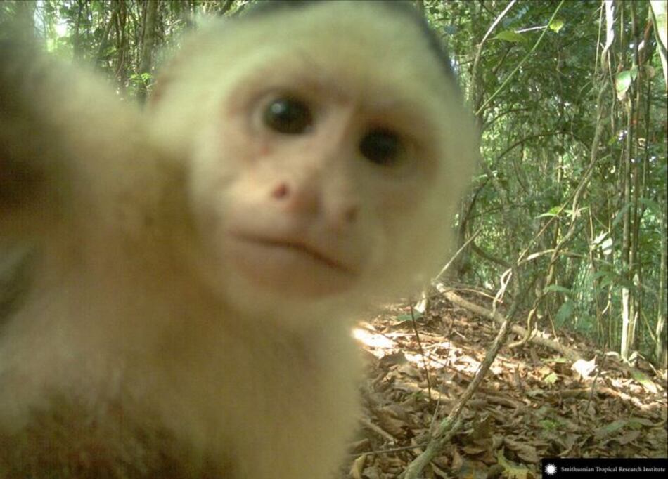 Imágenes de la vida silvestre, a favor de la ciencia