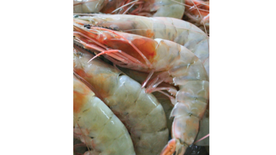 Ecuador prevé retomar envío de camarones al mercado chino