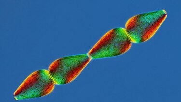 El arte de fotografiar microorganismos