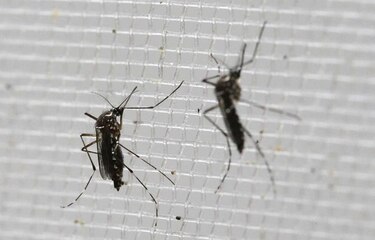 Se fortalecen sospechas de vínculo de zika con parálisis