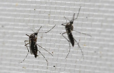 Se fortalecen sospechas de vínculo de zika con parálisis