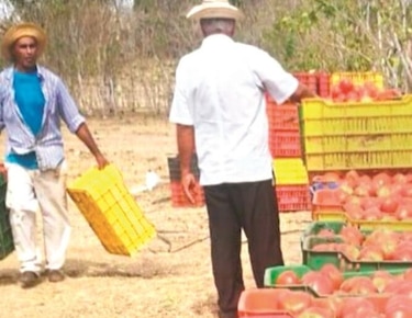Productores requieren semillas más resistentes