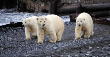Alarma en archipiélago ruso tras invasión de osos polares