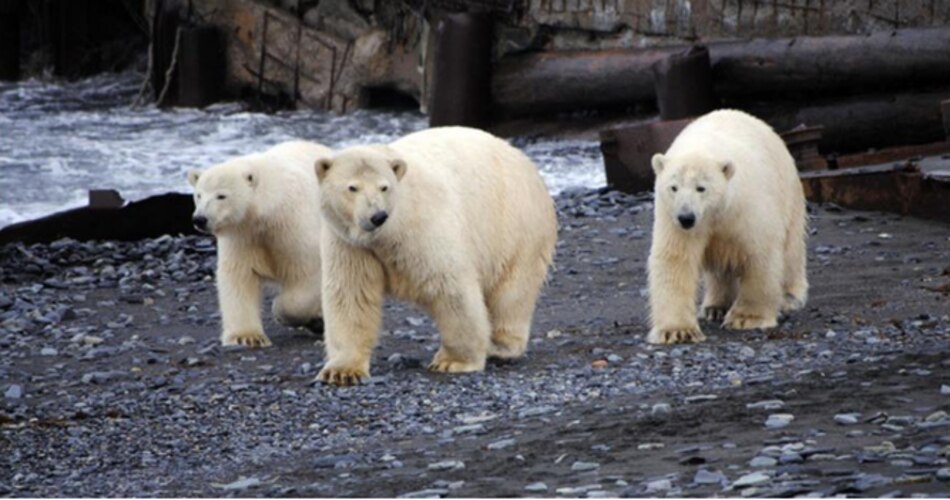 Alarma en archipiélago ruso tras invasión de osos polares