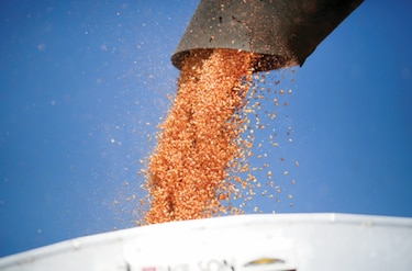 Productores argentinos critican decisión de prohibir las exportaciones de maíz  