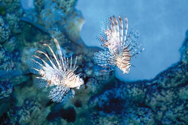 Realidades sobre las especies invasoras en aguas panameñas