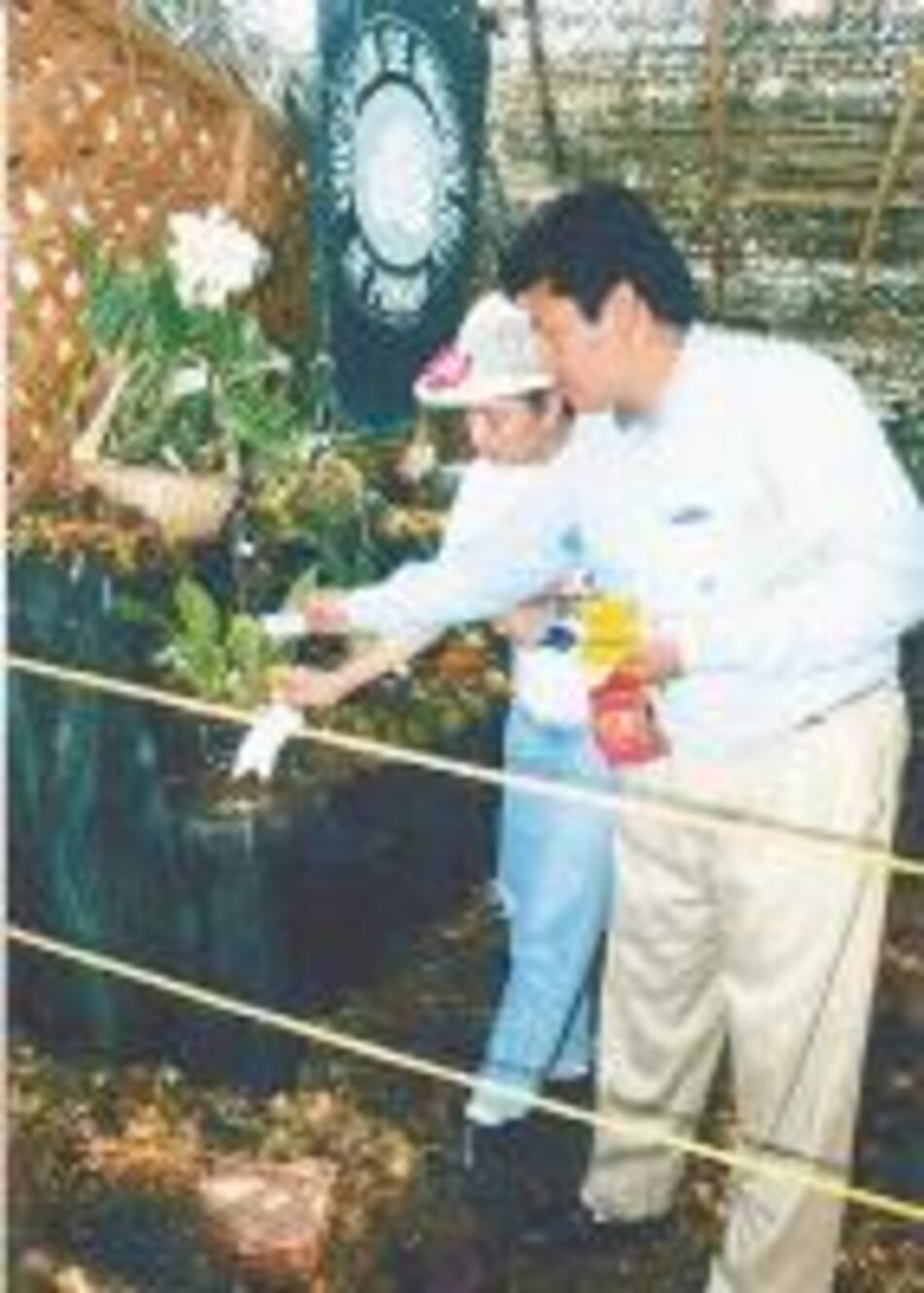 Cultivadores de orquídeas se preparan para feria en Boquete