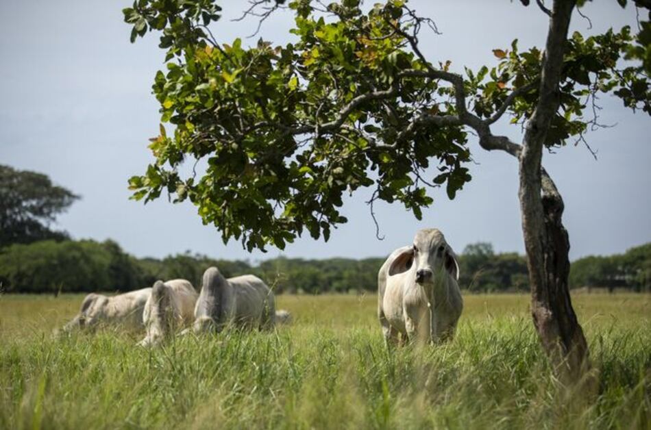 Ganaderos santeños en alerta por hurto de ganado
