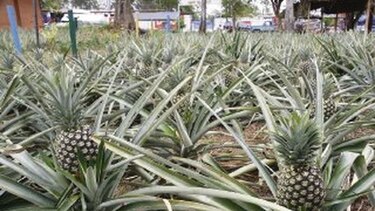 Piña local mantiene su exportación