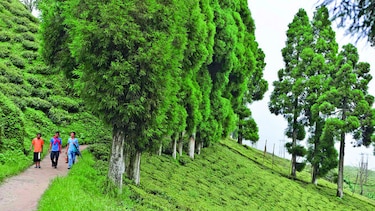 Cae producción de té negro