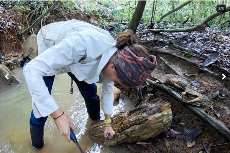 Un bosque desenterrado en Barro Colorado