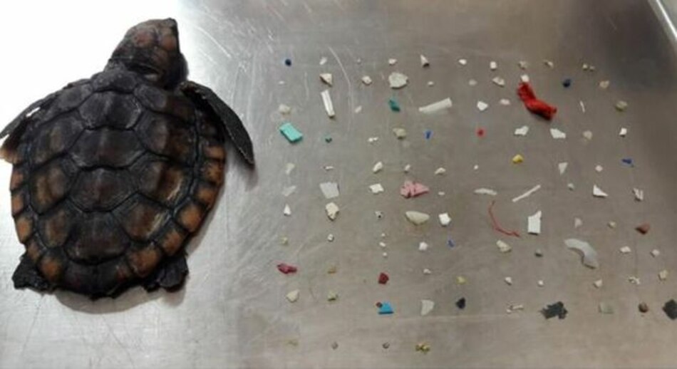 Tortugas comen plástico en vez de con algas y mueren por desnutrición