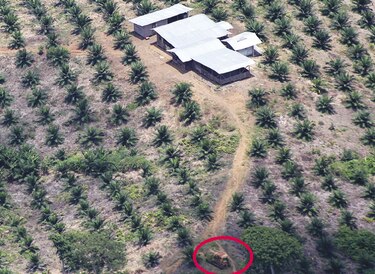 Evangelizando la palma aceitera