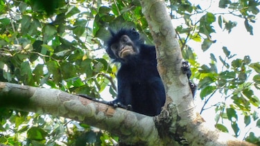 La nueva especie de mono con labios naranjas que fue descubierta en el corazón de África