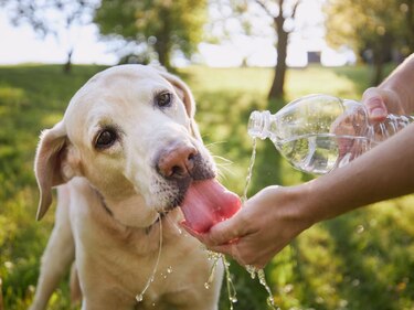 Ciudad de México pide a los dueños de mascotas, por ley, inscribirlas en el registro