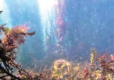 El ecosistema de Venecia sale a la luz con el confinamiento