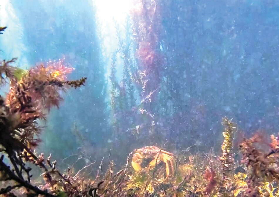 El ecosistema de Venecia sale a la luz con el confinamiento