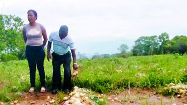 Cebolleros esperan compra del bulbo