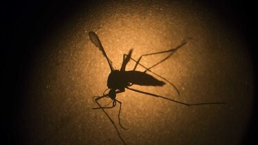 Salud: 100 casos de dengue en la región metropolitana